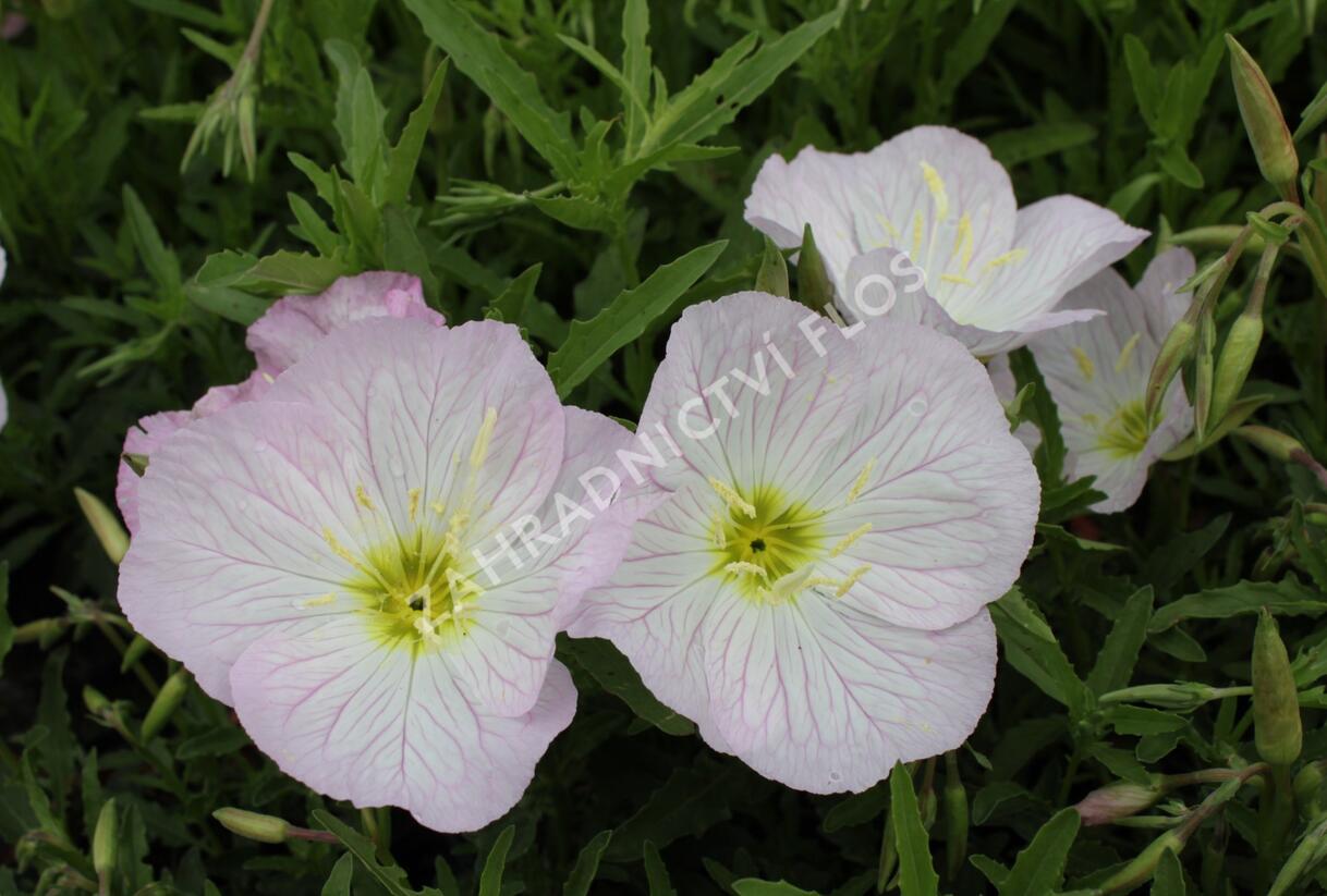 Pupalka 'Siskiyou Pink' - Oenothera speciosa 'Siskiyou Pink'