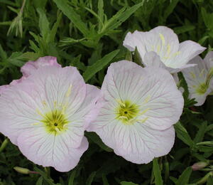 Pupalka 'Siskiyou Pink' - Oenothera speciosa 'Siskiyou Pink'