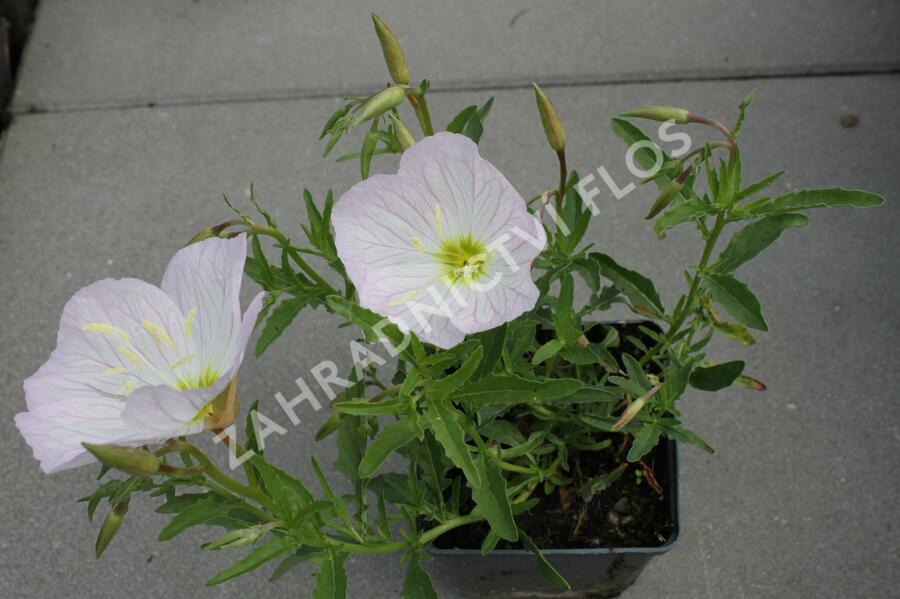 Pupalka 'Siskiyou Pink' - Oenothera speciosa 'Siskiyou Pink'