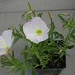 Pupalka 'Siskiyou Pink' - Oenothera speciosa 'Siskiyou Pink'