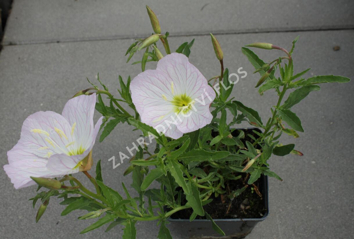 Pupalka 'Siskiyou Pink' - Oenothera speciosa 'Siskiyou Pink'