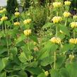 Sápa Russelova - Phlomis russeliana