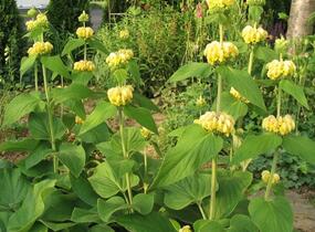 Sápa Russelova - Phlomis russeliana