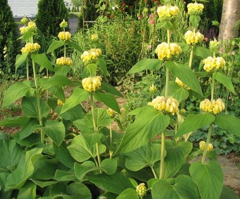 Sápa Russelova - Phlomis russeliana