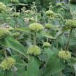 Sápa Russelova - Phlomis russeliana