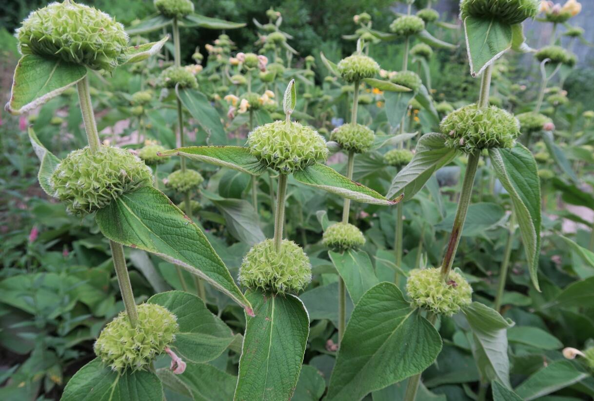 Sápa Russelova - Phlomis russeliana