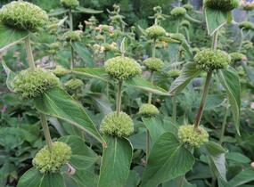 Sápa Russelova - Phlomis russeliana