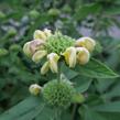 Sápa Russelova - Phlomis russeliana