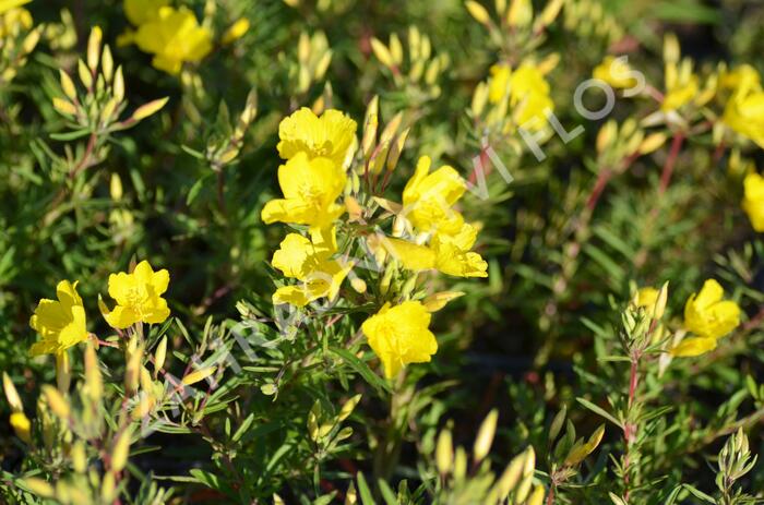 Pupalka čtyřhranná 'Cold Crick' - Oenothera tetragona 'Cold Crick'