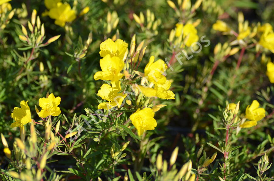 Pupalka čtyřhranná 'Cold Crick' - Oenothera tetragona 'Cold Crick'