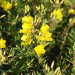 Pupalka čtyřhranná 'Cold Crick' - Oenothera tetragona 'Cold Crick'