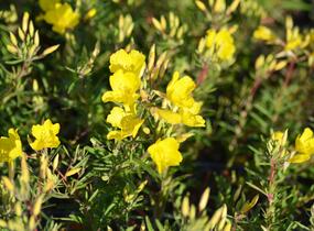 Pupalka čtyřhranná 'Cold Crick' - Oenothera tetragona 'Cold Crick'