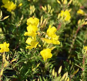 Pupalka čtyřhranná 'Cold Crick' - Oenothera tetragona 'Cold Crick'