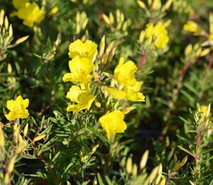 Pupalka čtyřhranná 'Cold Crick' - Oenothera tetragona 'Cold Crick'