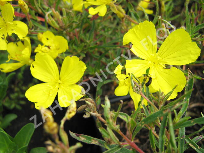 Pupalka čtyřhranná 'Cold Crick' - Oenothera tetragona 'Cold Crick'