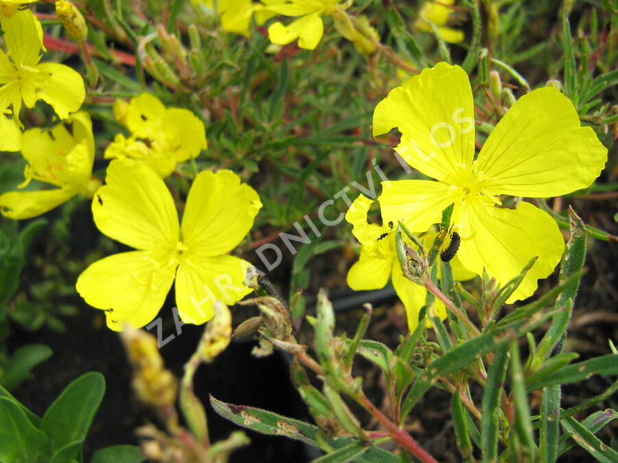 Pupalka čtyřhranná 'Cold Crick' - Oenothera tetragona 'Cold Crick'