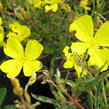 Pupalka čtyřhranná 'Cold Crick' - Oenothera tetragona 'Cold Crick'