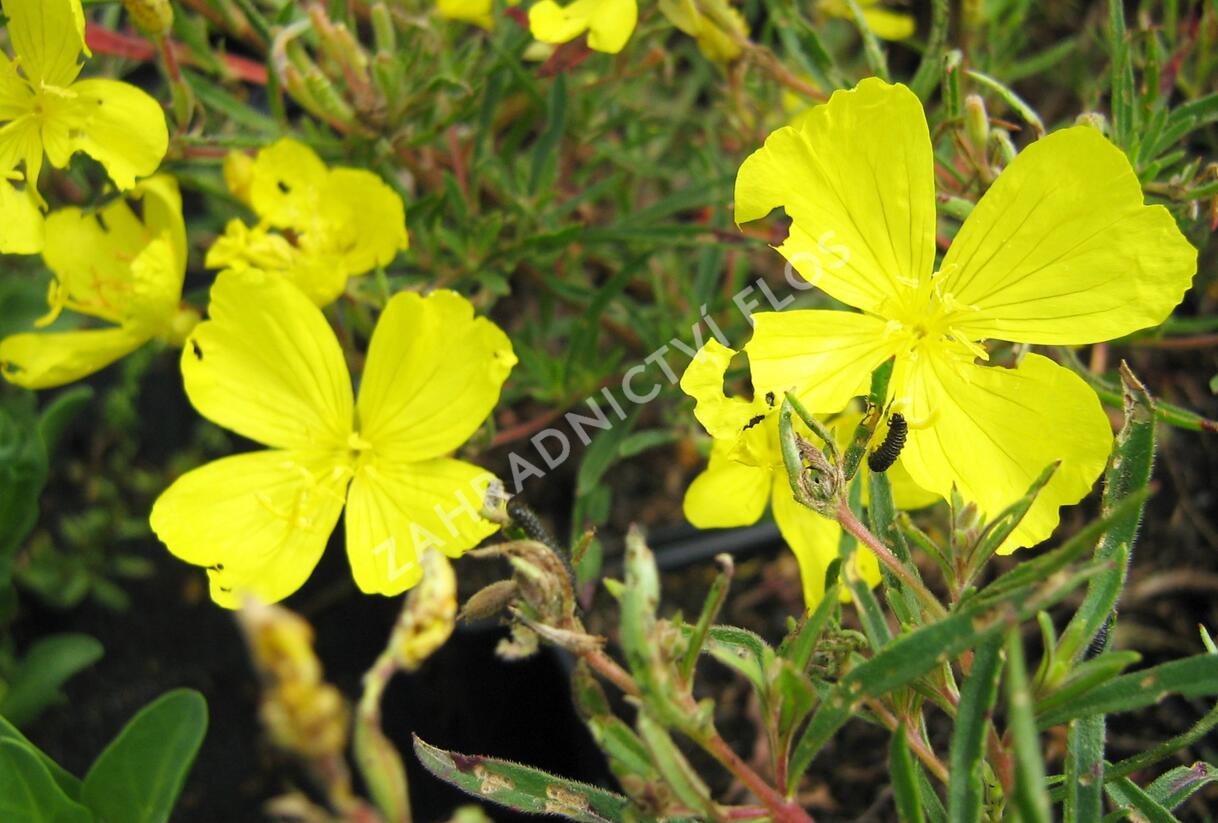 Pupalka čtyřhranná 'Cold Crick' - Oenothera tetragona 'Cold Crick'