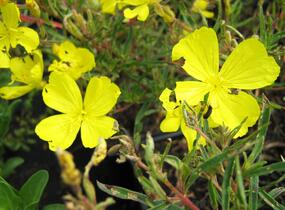 Pupalka čtyřhranná 'Cold Crick' - Oenothera tetragona 'Cold Crick'