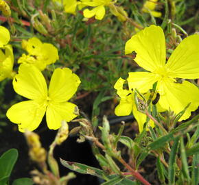 Pupalka čtyřhranná 'Cold Crick' - Oenothera tetragona 'Cold Crick'