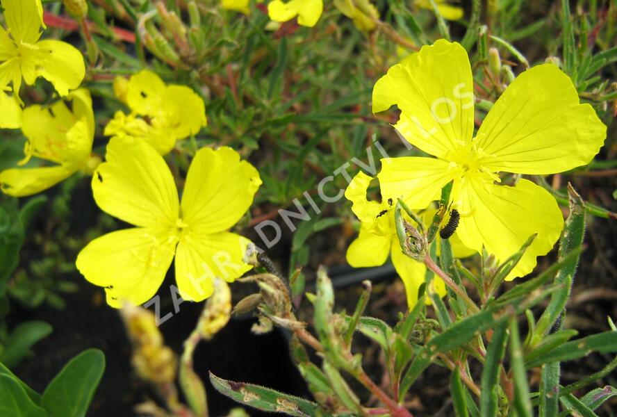 Pupalka čtyřhranná 'Cold Crick' - Oenothera tetragona 'Cold Crick'