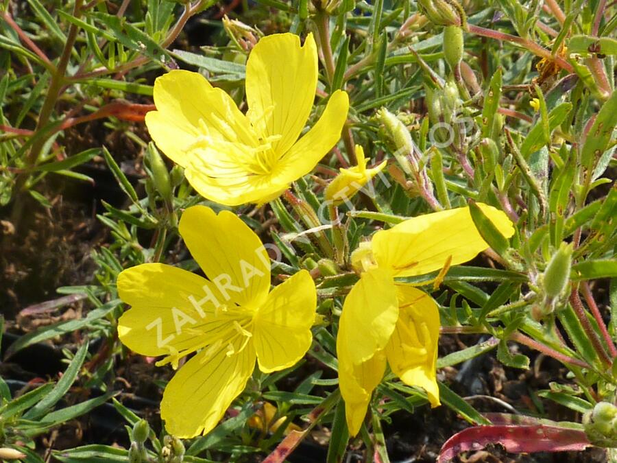 Pupalka čtyřhranná 'Cold Crick' - Oenothera tetragona 'Cold Crick'