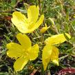 Pupalka čtyřhranná 'Cold Crick' - Oenothera tetragona 'Cold Crick'