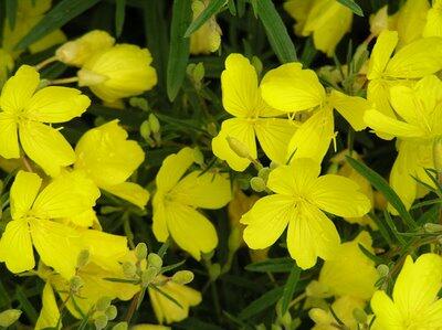 Pupalka čtyřhranná 'Cold Crick' - Oenothera tetragona 'Cold Crick'