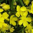 Pupalka čtyřhranná 'Cold Crick' - Oenothera tetragona 'Cold Crick'