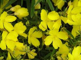 Pupalka čtyřhranná 'Cold Crick' - Oenothera tetragona 'Cold Crick'