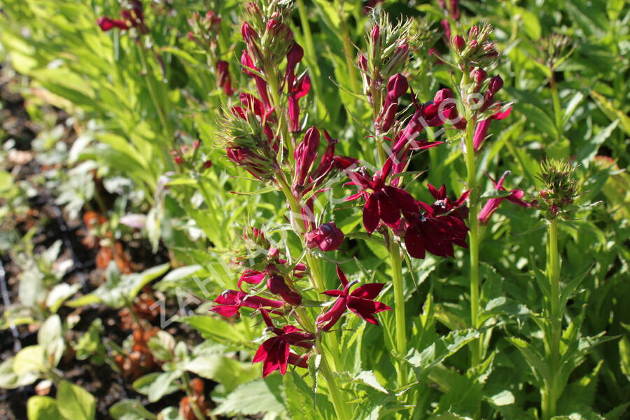 Lobelka 'Fan Burgundy' - Lobelia speciosa 'Fan Burgundy'