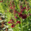 Lobelka 'Fan Burgundy' - Lobelia speciosa 'Fan Burgundy'