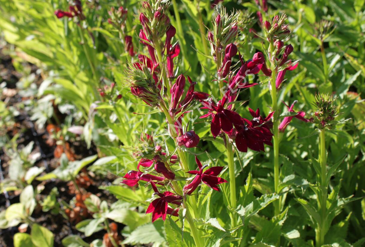Lobelka 'Fan Burgundy' - Lobelia speciosa 'Fan Burgundy'