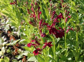 Lobelka 'Fan Burgundy' - Lobelia speciosa 'Fan Burgundy'