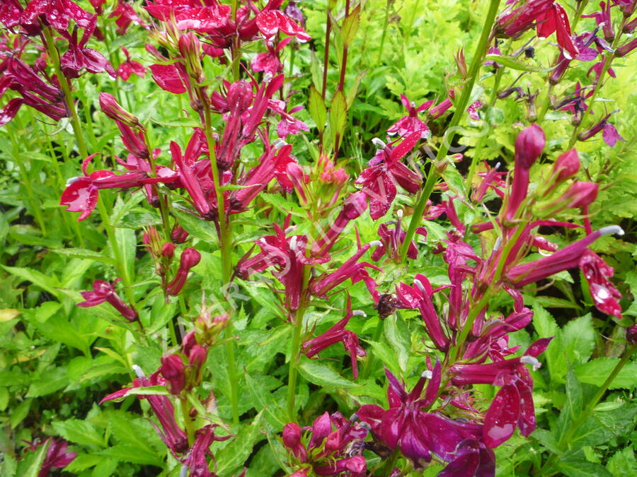 Lobelka 'Fan Burgundy' - Lobelia speciosa 'Fan Burgundy'