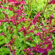 Lobelka 'Fan Burgundy' - Lobelia speciosa 'Fan Burgundy'