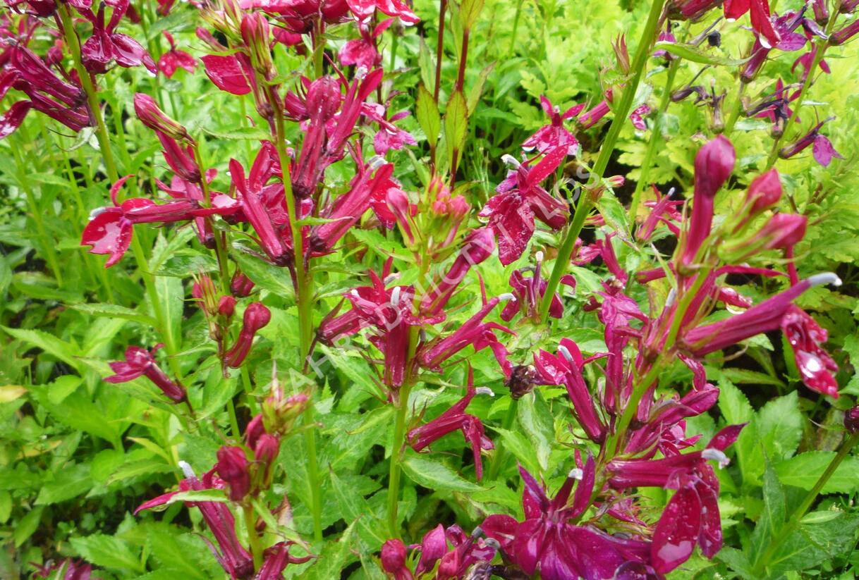 Lobelka 'Fan Burgundy' - Lobelia speciosa 'Fan Burgundy'