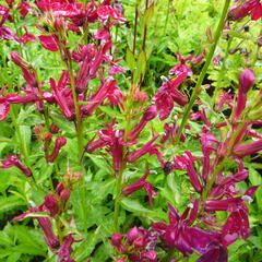 Lobelka 'Fan Burgundy' - Lobelia speciosa 'Fan Burgundy'