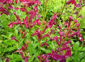 Lobelka 'Fan Burgundy' - Lobelia speciosa 'Fan Burgundy'