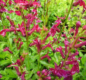 Lobelka 'Fan Burgundy' - Lobelia speciosa 'Fan Burgundy'