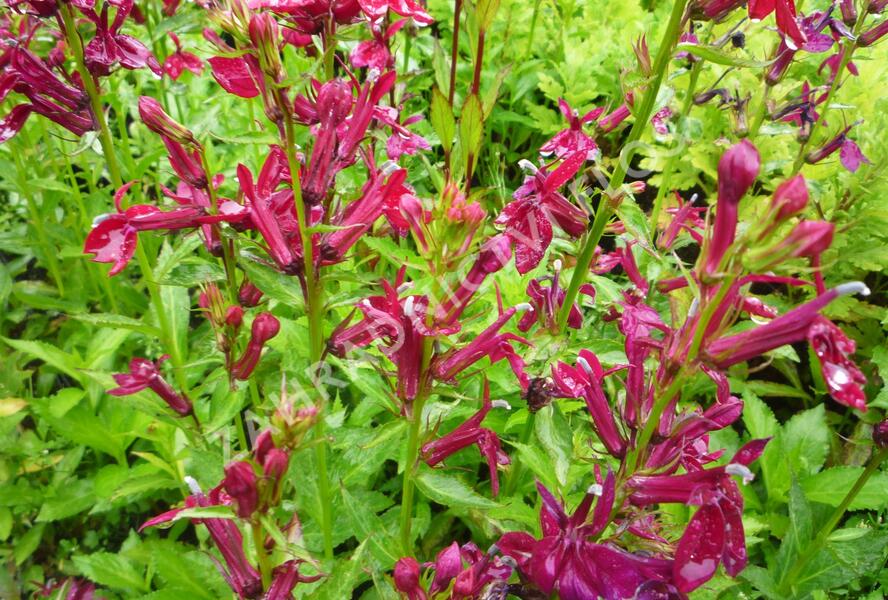 Lobelka 'Fan Burgundy' - Lobelia speciosa 'Fan Burgundy'