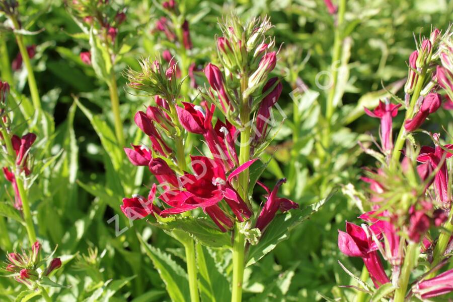 Lobelka 'Fan Burgundy' - Lobelia speciosa 'Fan Burgundy'