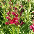 Lobelka 'Fan Burgundy' - Lobelia speciosa 'Fan Burgundy'