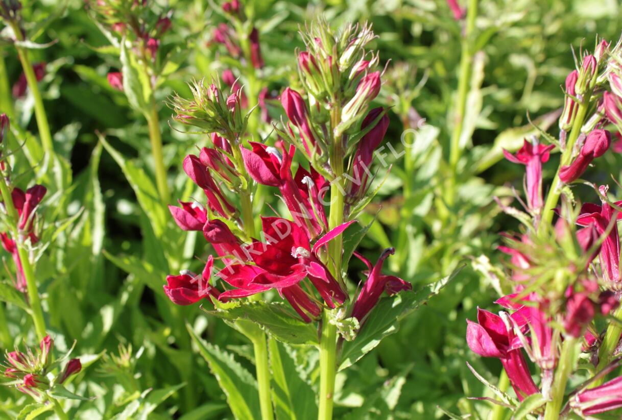 Lobelka 'Fan Burgundy' - Lobelia speciosa 'Fan Burgundy'