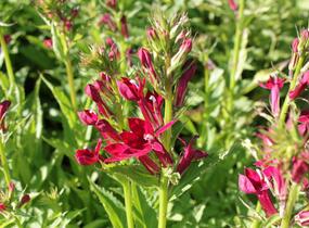 Lobelka 'Fan Burgundy' - Lobelia speciosa 'Fan Burgundy'