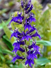 Lobelka 'Fan Blue' - Lobelia speciosa 'Fan Blue'