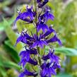 Lobelka 'Fan Blue' - Lobelia speciosa 'Fan Blue'