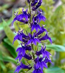 Lobelka 'Fan Blue' - Lobelia speciosa 'Fan Blue'