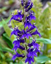 Lobelka 'Fan Blue' - Lobelia speciosa 'Fan Blue'