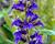 Lobelka 'Fan Blue'